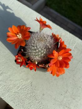 Rebutia fiebrigii
